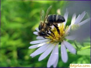 Making poison with bees