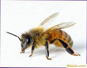 Bee venom with hypertension