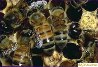 Bee venom in folk medicine