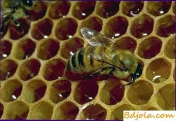 Antibacterial substances in bee honey