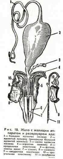 The formation of bee venom