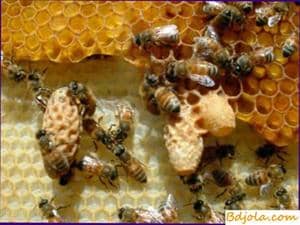 Use of royal jelly