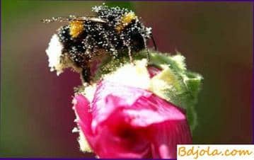 Carbohydrate dystrophy of bees