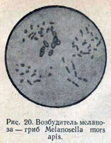 Melanosis of bees