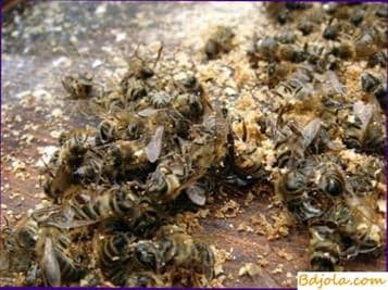 Rickettsiosis of bees