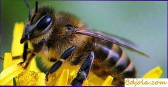 Protein dystrophy of bees