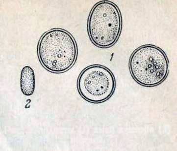 Amoebiasis of bees