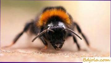 Septicemia blackening and death of bees