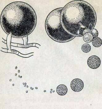 Ascosferosis of bees