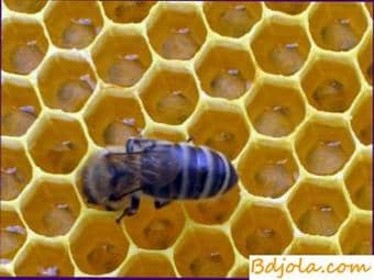 Nectar toxicosis of bees