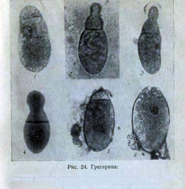 Gregarinosis of bees