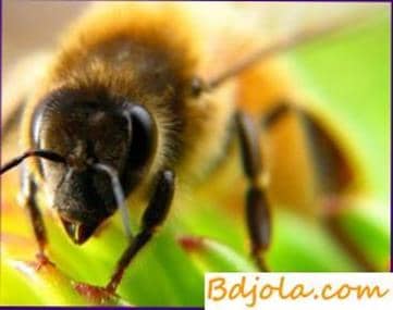 Chemical toxicosis of bees