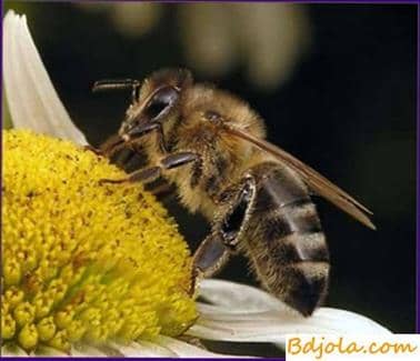 Salt toxicosis of bees