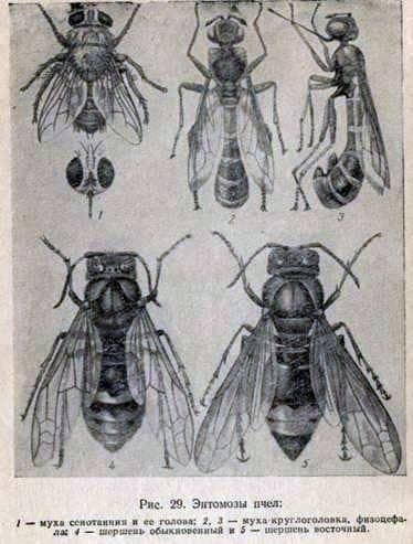 Cenotainiosis of bees