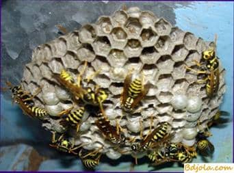 Rescue of the apiary from wasps