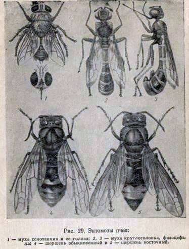 Fizocephalosis of bees