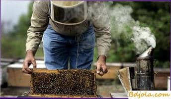 Examination of bee colonies