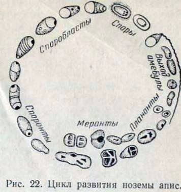 How to treat nezematosis of bees