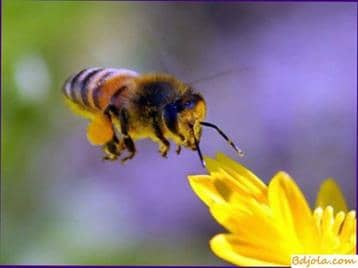 Pollen toxicity of bees