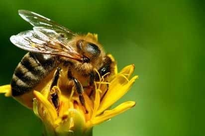 The elder in the fight against varroatosis