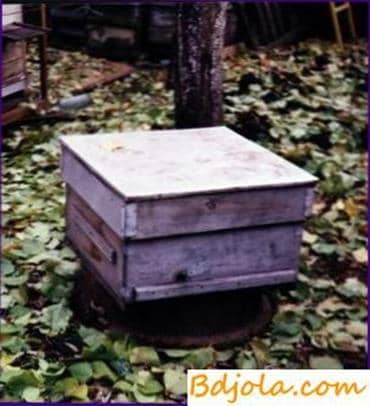 Double core hive