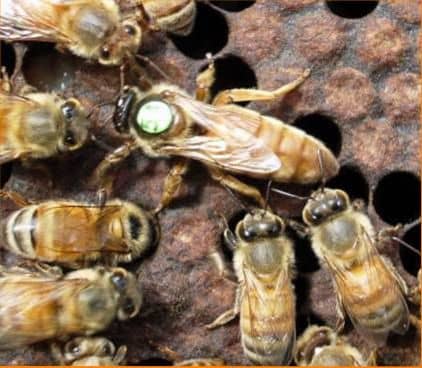 Breeding work on the withdrawal of queens