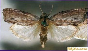 Small wax moth