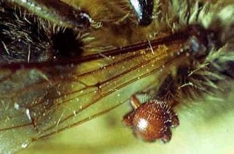 Bee louse