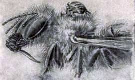 Bee louse