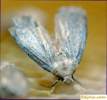 Large wax moth