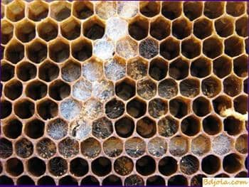 How to protect honeycombs from wax moths