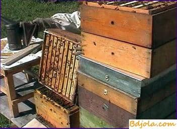 The device of hives and their classification