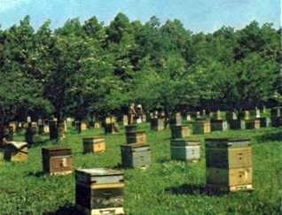 Methods of orienting bees