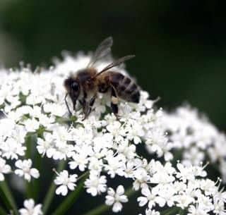 Influence of various conditions on the development of bee species