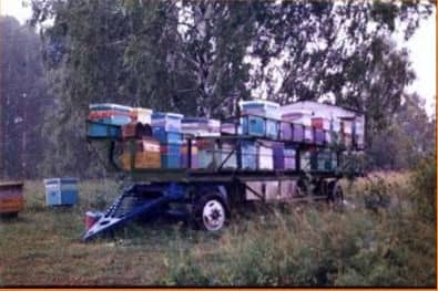 Organization of a nomadic apiary