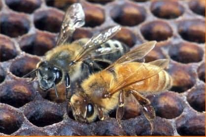 Selection of honey bees