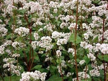 Collect honey and pollen from buckwheat