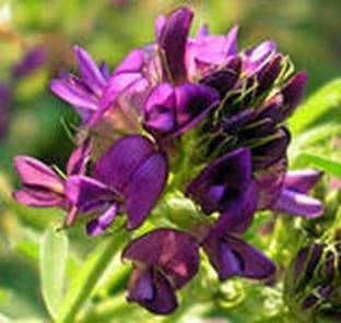 Collection of honey and pollen from alfalfa