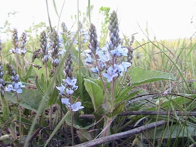 Specially sown honeycombs