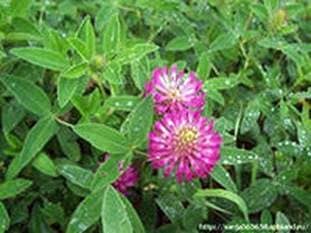 Collect honey and pollen from clover