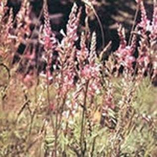 Collection of honey and pollen from sainfoin