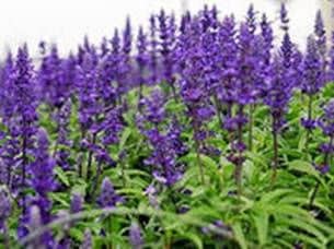 Collecting honey and pollen from sage