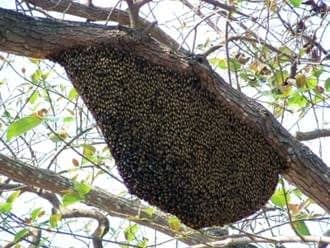 Useful volume of the pavilion hive