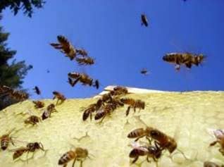Artificial over flight overflights of bees