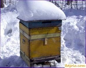 Getting honey in winter