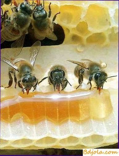 Healing properties of honey