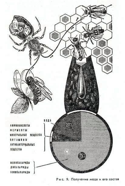 Properties of honey