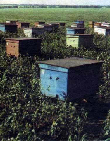 Apiary in September