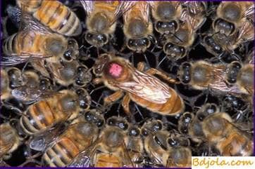 The ratio of bees to the uterus and brood