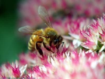 Growing period of bees